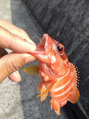 アカハタの釣果