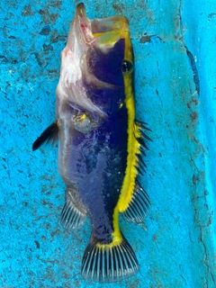 ルリハタの釣果