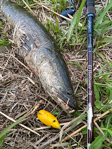 ライギョの釣果