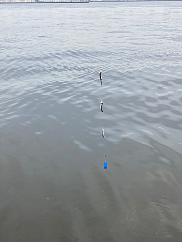 カタクチイワシの釣果