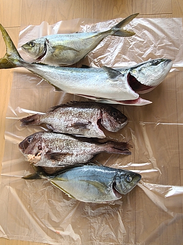 釣果