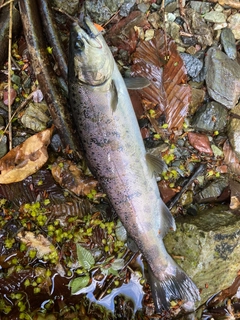 ヤマメの釣果