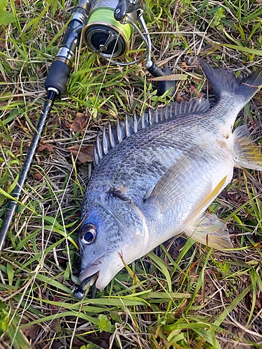 キビレの釣果