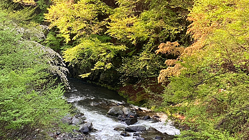 イワナの釣果