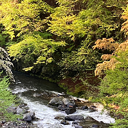 イワナ