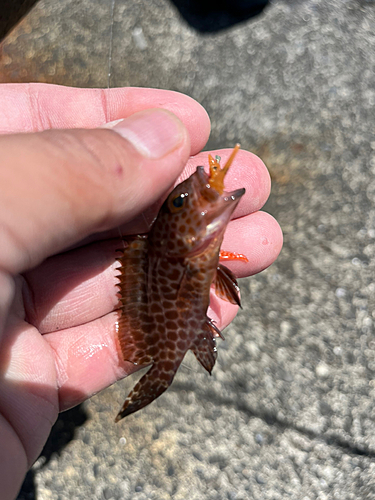 オオモンハタの釣果