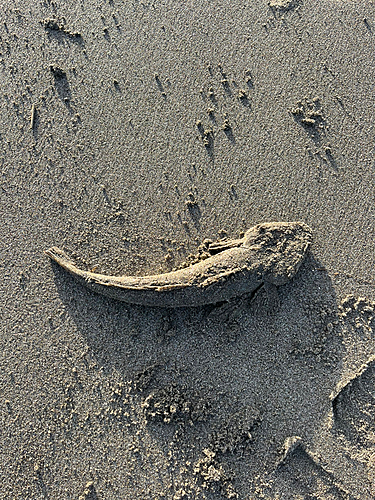 コチの釣果