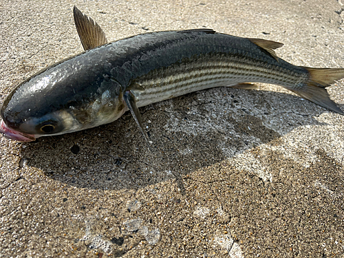 ボラの釣果