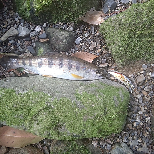 アマゴの釣果