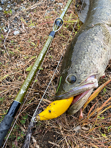 ライギョの釣果