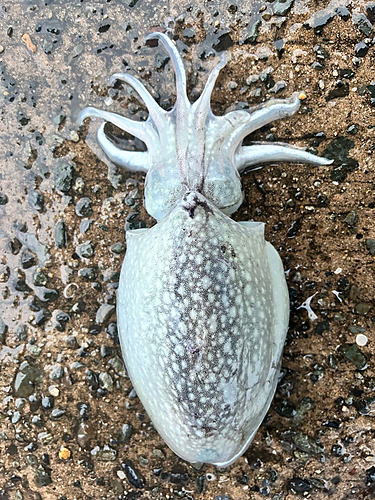 シリヤケイカの釣果