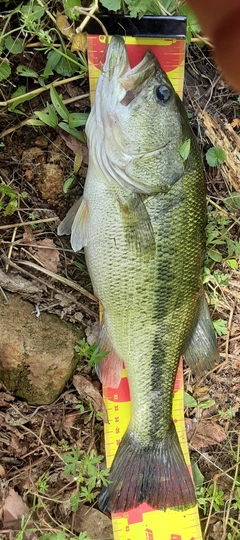 ブラックバスの釣果