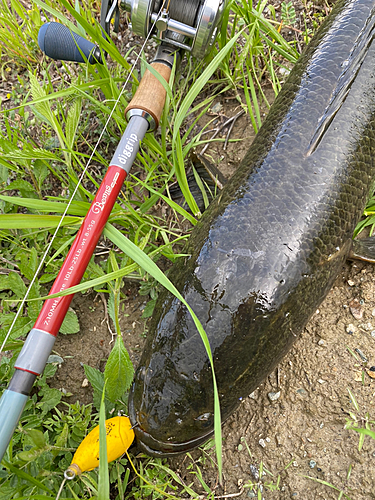 ライギョの釣果