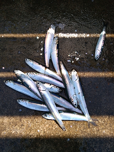 カタクチイワシの釣果