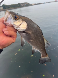 ヒラスズキの釣果