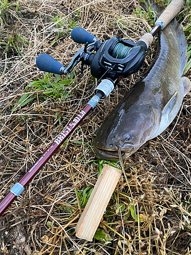 ナマズの釣果