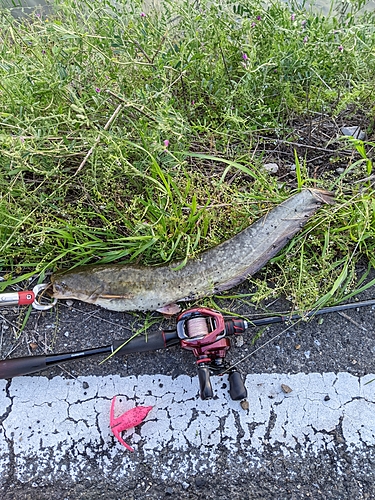 ナマズの釣果