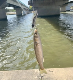 ボラの釣果