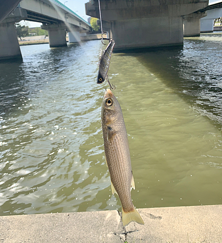 ボラの釣果