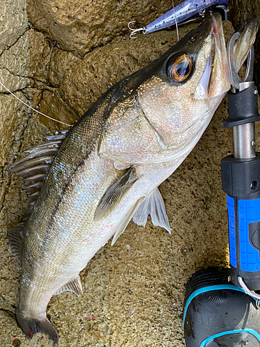 マルスズキの釣果