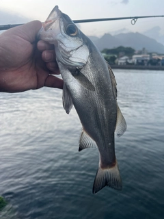 ヒラスズキの釣果