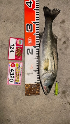 シーバスの釣果