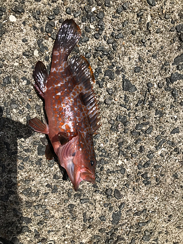 アコウの釣果