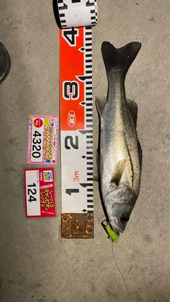シーバスの釣果