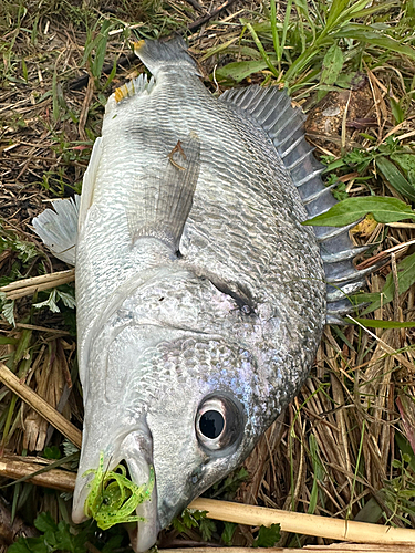 キビレの釣果