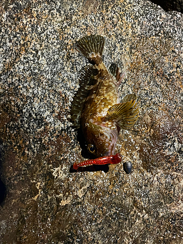 カサゴの釣果