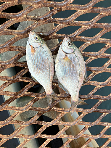 ウミタナゴの釣果