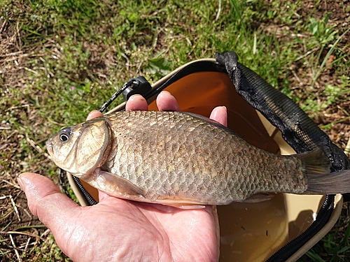 コイの釣果