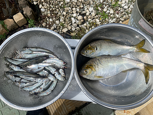 カタクチイワシの釣果