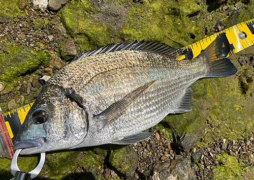 ミナミクロダイの釣果