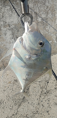 イトヒキアジの釣果