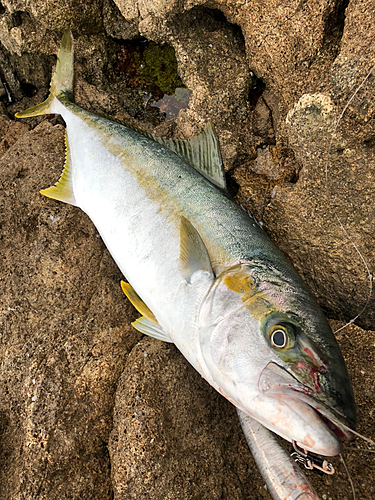 ヒラマサの釣果