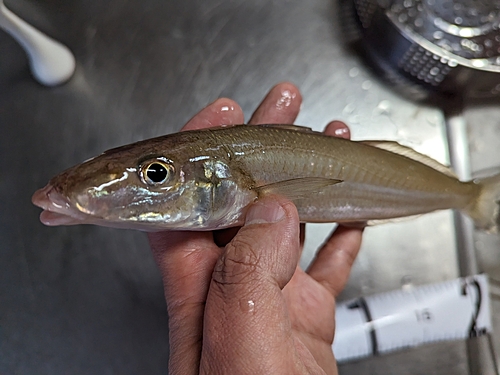 キスの釣果