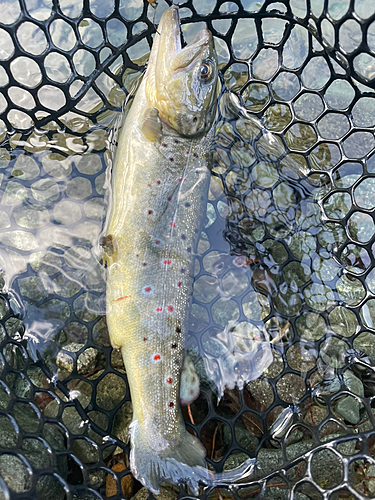 ブラウントラウトの釣果