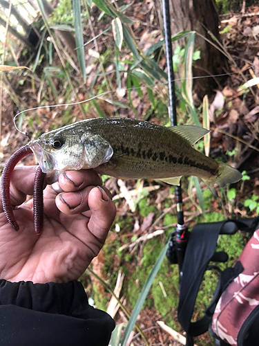 ラージマウスバスの釣果