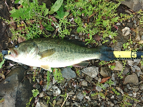 ラージマウスバスの釣果