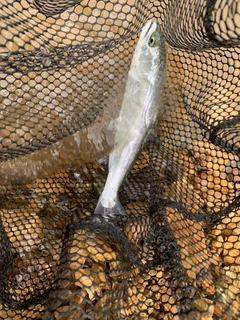 シラメの釣果