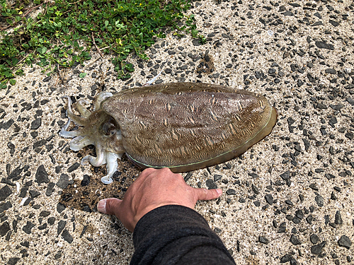 カミナリイカの釣果