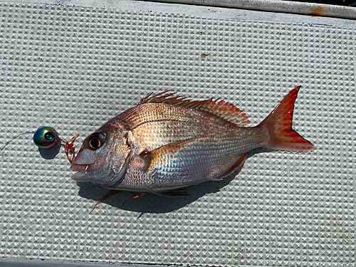 タイの釣果