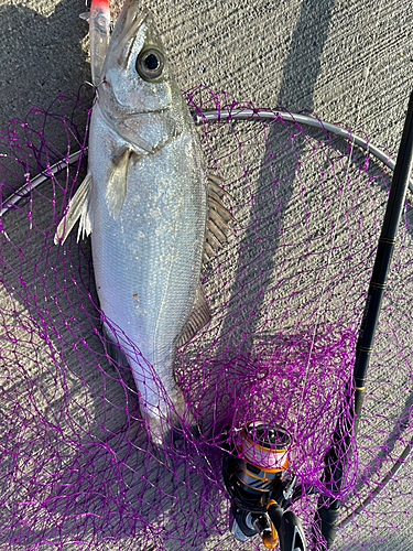 ヒラスズキの釣果