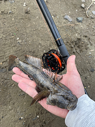 ウロハゼの釣果