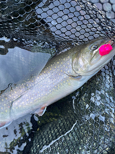 イワナの釣果