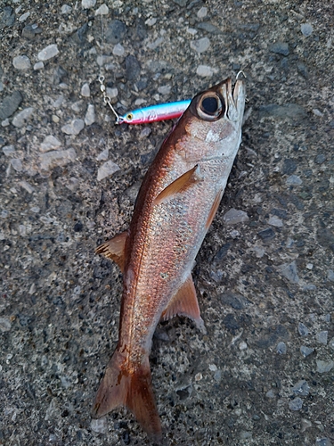 ムツの釣果