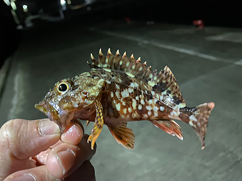 カサゴの釣果