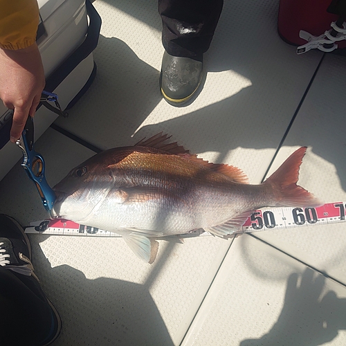 マダイの釣果