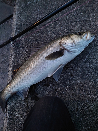 スズキの釣果